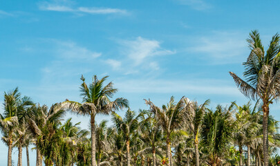 Naklejka na ściany i meble Palm trees amongst the big blue sky