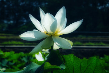 黒を背景に、白い蓮の花のクローズアップが一際際立つ風景