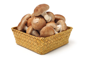 Shiitake mushroom on the White background 