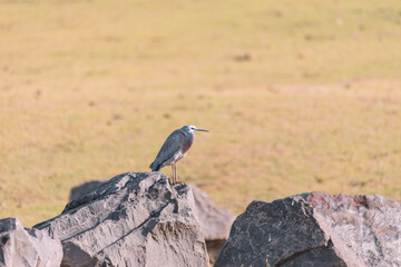 White-Faced Heron bird in Kangaroo Valley NSW, Australia 
