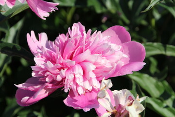 Fototapeta premium Open Peony, Fort Edmonton Park, Edmonton, Alberta