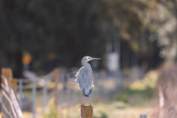 White-Faced Heron bird in Kangaroo Valley NSW, Australia 