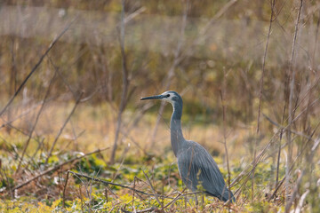 White-Faced Heron bird in Kangaroo Valley NSW, Australia 