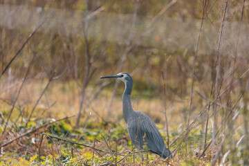 White-Faced Heron bird in Kangaroo Valley NSW, Australia 