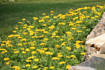 Yellow Blooms, Banff National Park, Alberta