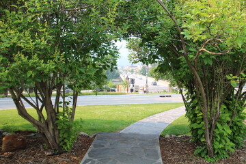 Under The Trees, Banff National Park, Alberta