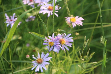 Wild Asters, Banff National Park, Alberta