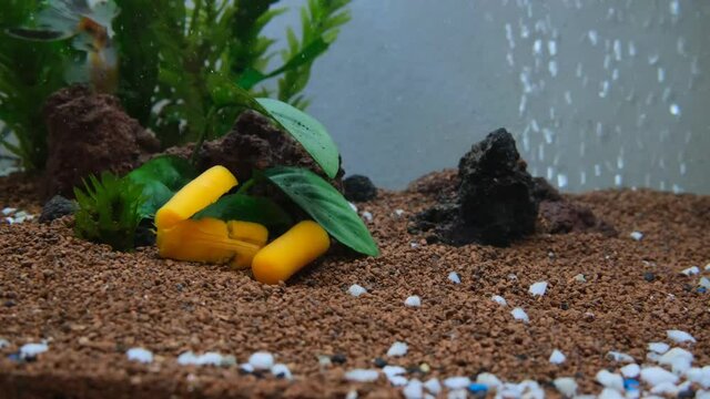 Beautiful and colorful fish Goldfish swimming and doing flips in a green natural planted aquarium with wild plants and natural food. Steady shot if Goldfish swimming through green Anubias plants