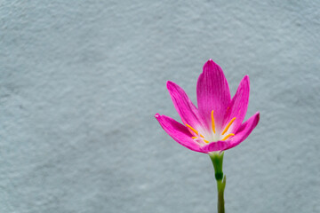 Rain Lily, Beautiful Rain Lily flower for background.