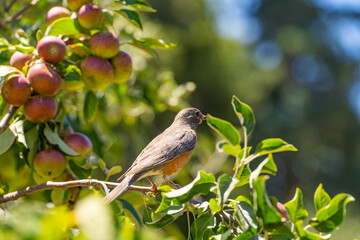 American Robin (Turdus migratorius) sitting on a branch of an apple tree. 