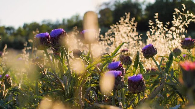 Purple blooming globe artichoke flowers and plants in a field during sunset. Natural and healthy cooking ingredients for organic Mediterranean food. Vegetable found in the Italian countryside. 4K.