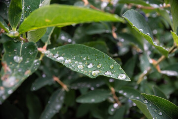 Transparent raindrops on green leaves.Large beautiful transparent drops on a green macro sheet. Natural background.