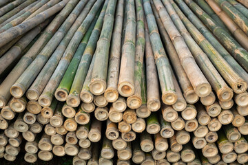 Pile of green bamboo pieces