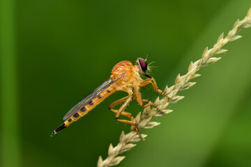 Robber fly it is a predatory insect that feeds on bees, wasps or larger insects.