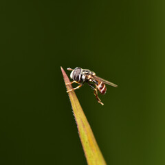 Syrphidae or Hoverfly or Citrogramma clarum serves to help pollinate flowers similar to bees.