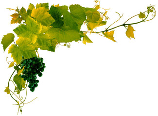 Pampres de vigne et grappe de raisin 