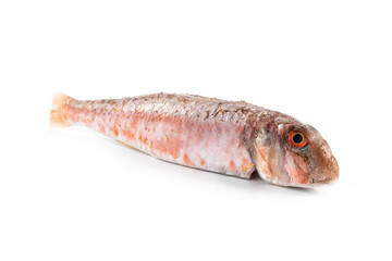 Fototapeta premium Salmonete entero fondo blanco