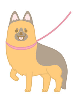 ジャーマンシェパード Images Browse 101 Stock Photos Vectors And Video Adobe Stock