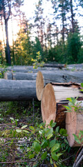 Photo Woodpile of cut Lumber for forestry industry. Vertical format.