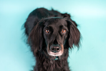 Black dog mix on blue background