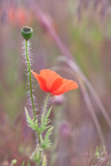 The poppy flower waited for the sun's rays