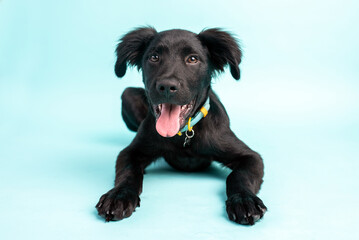 Black puppy on blue background. adorable Lab mix.  