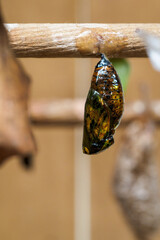 A peek of exotic butterfly on a wooden stick in an artificial hatchery.