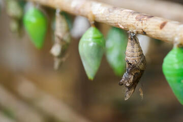 Various kinds of cocoons on wooden logs in an artificial hatchery.