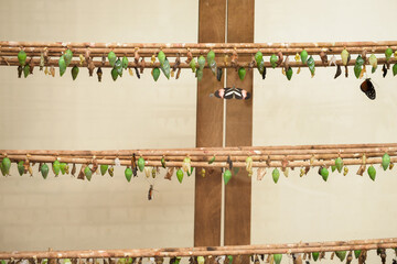 Various kinds of cocoons on wooden logs in an artificial hatchery.