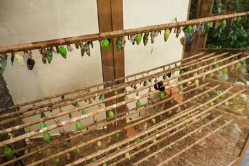 Various kinds of cocoons on wooden logs in an artificial hatchery.