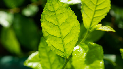 Water on leave background, Green leaf nature