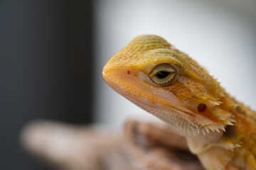bearded dragon on ground with blur background