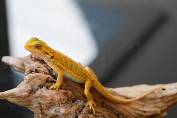bearded dragon on ground with blur background