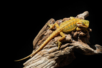 bearded dragon on ground with blur background