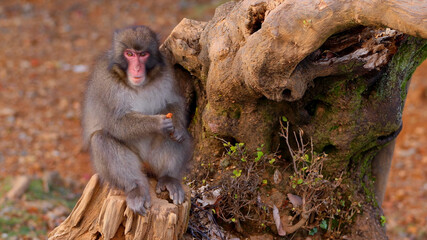 Funny monkey on a stump