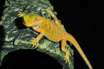 bearded dragon on ground with blur background