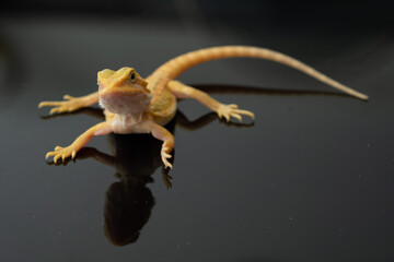bearded dragon on ground with blur background