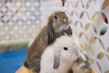 rabbit sleep on ground, bunny pet, holland lop