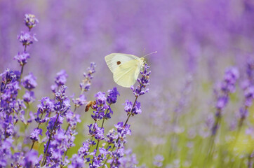 Beautiful White Butterfly on a Purple Lavender Flower 