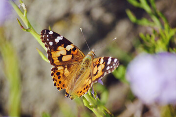 Beautiful Orange Butterfly on a Purple Flower 