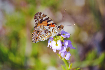 Obraz na płótnie Canvas Beautiful Orange Butterfly on a Purple Flower 