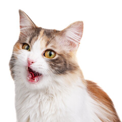 Funny fluffy forest cat bright color isolated on the white background