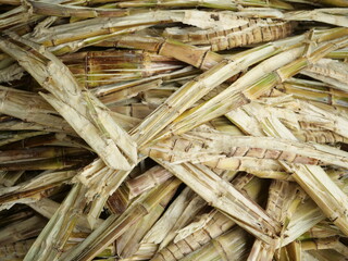 Okinawa,Japan - July 12, 2021: Bagasse or pulp that remains after juice is extracted from sugar cane
