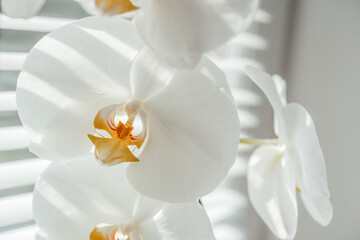 Fototapeta na wymiar Blooming white orchid (Phalaenopsis or moth orchid) close-up, white orchid flowers under diffused natural light, easy orchids to grow as homeplants