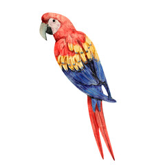Watercolor illustration of the parrot on white background © artforwarm