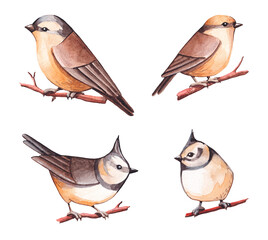 Collection of small watercolor birds on the branches