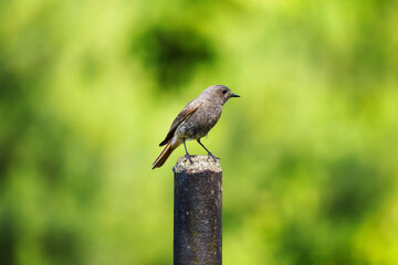 A brown bird standing on a metal fence post.
