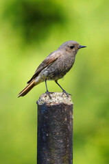 A brown bird standing on a metal fence post.