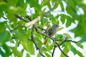 A brown bird standing on a branch of walnut.