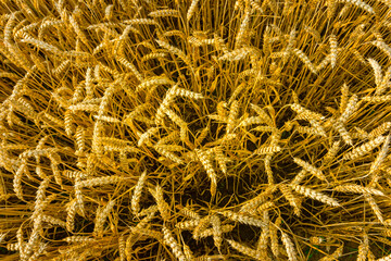 Golden wheat field in the setting sun.